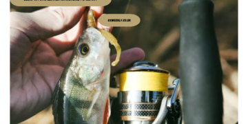 zebco 404 with leather antireverse pic history