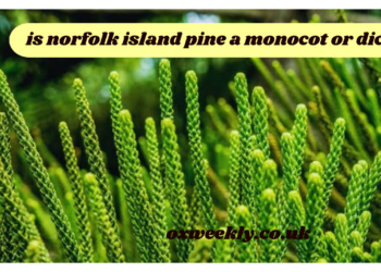 is norfolk island pine a monocot or dicot