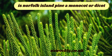 is norfolk island pine a monocot or dicot