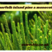 is norfolk island pine a monocot or dicot