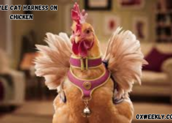 h style cat harness on chicken