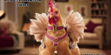 h style cat harness on chicken